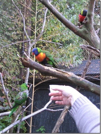 IMG_0526 Lorikeets at the Oregon Zoo in Portland, Oregon on November 10, 2009