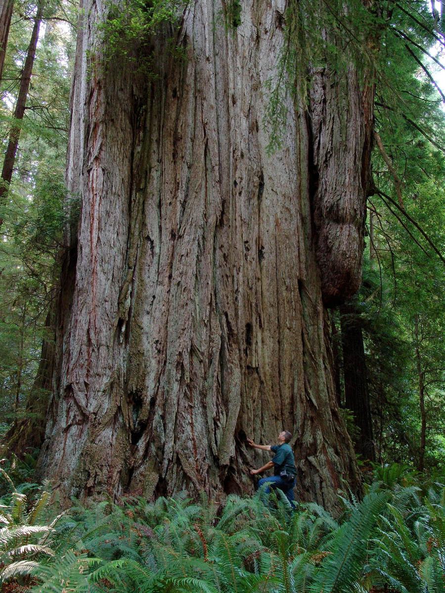 this thread for trees.