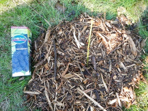 Planting a Boysenberry