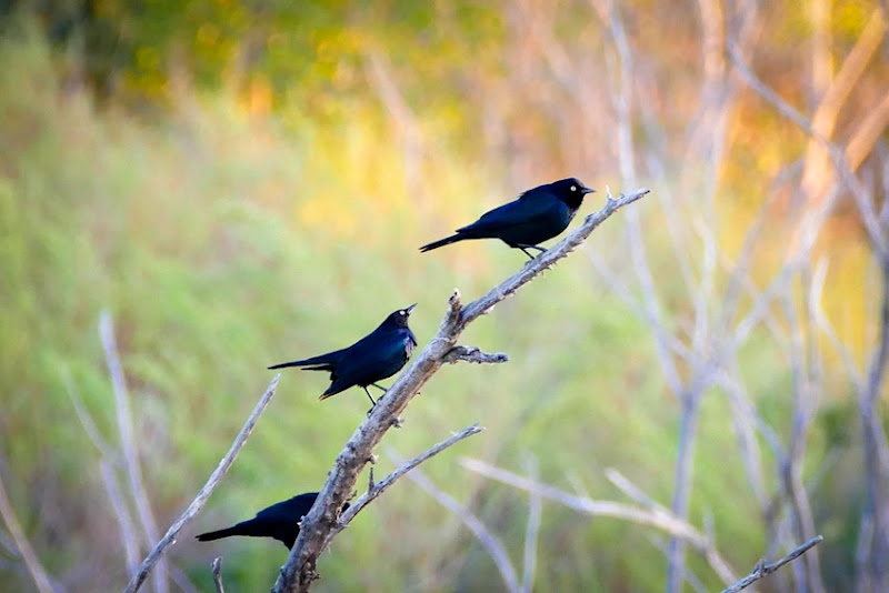 Brewer's Blackbird Males P1000130