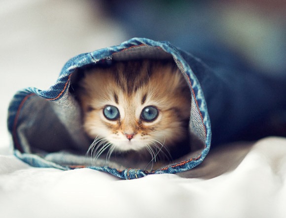 [World-s-cutest-kitten%255B4%255D.jpg]