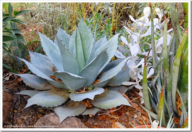 151008_Agave-ovatfolia-Frosty-Blue_001