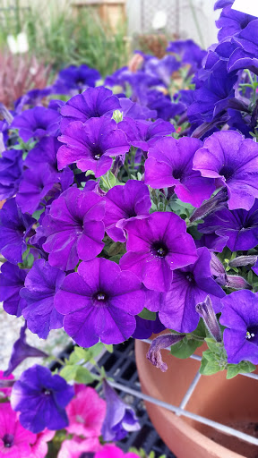 Florist «Kimrik Garden Center», reviews and photos, 1135 Beaver Valley Pike, Lancaster, PA 17602, USA