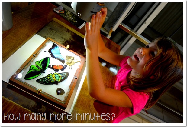Australian Butterfly Sanctuary | How Many More Minutes?
