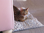 Macho's 1-year b-day shot 11/19/10
