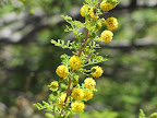 Blooming creosote bush 4/28