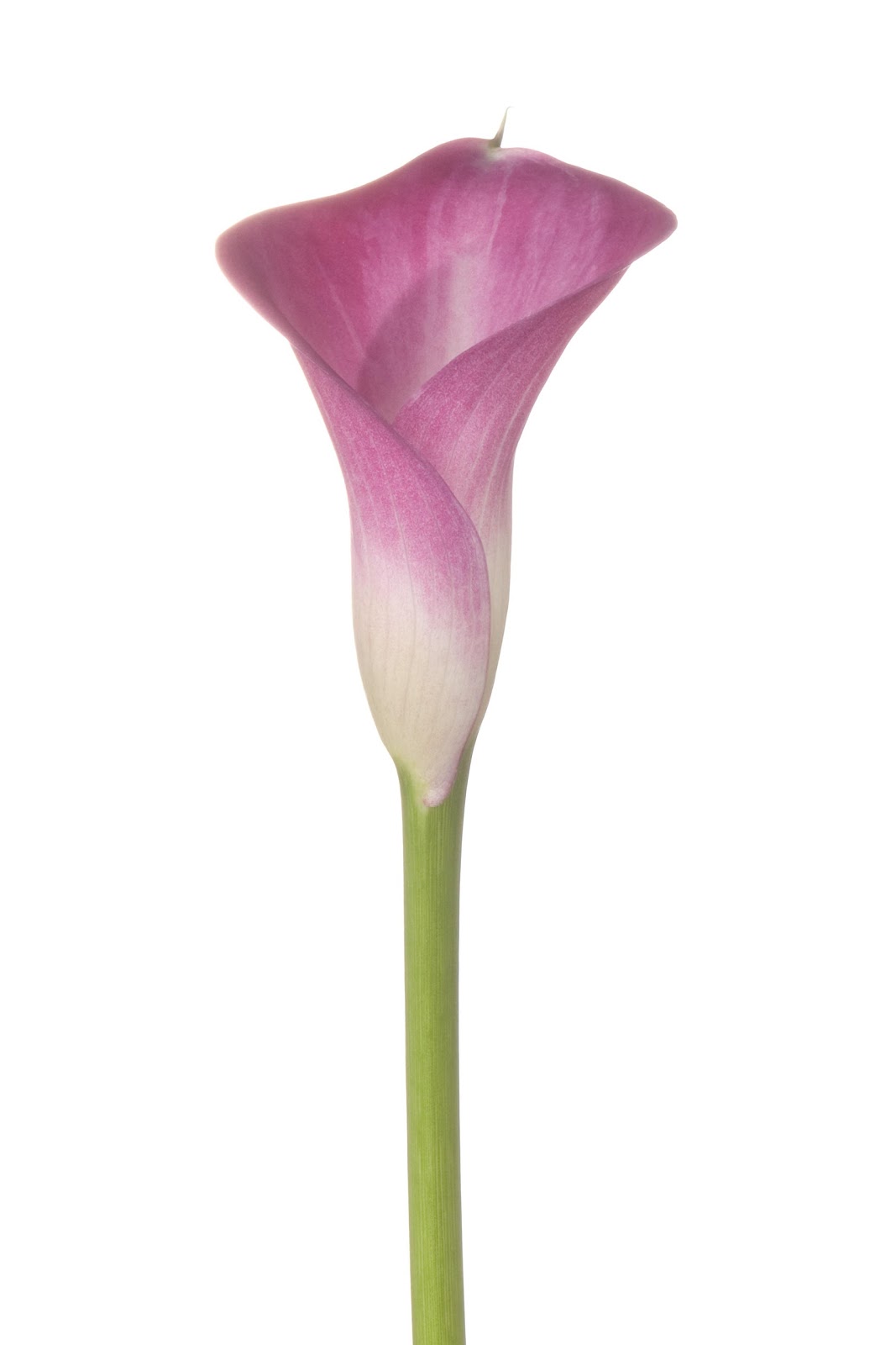 These pink Mini-Callas are the