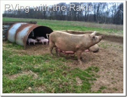 Visiting farms gives you a clearer understanding about where your food comes from and what sustainable really means. Editorial blog post from RVing with the Rakis