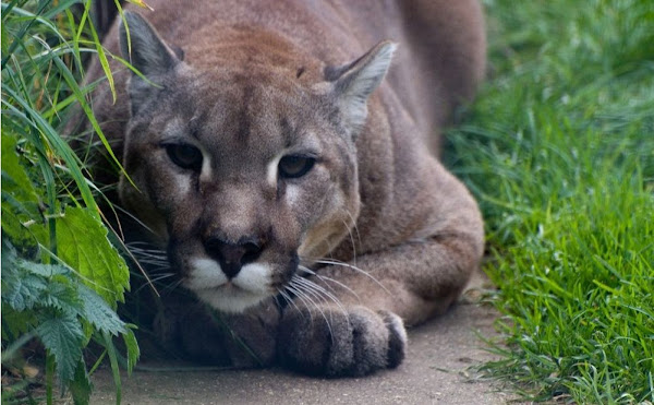 cougar