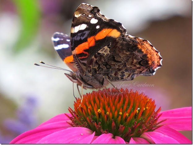 RedAdmiral_Coneflower