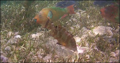 parrot fish, hog snapper