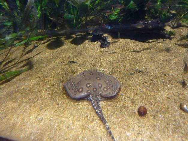 [be-ca-canh-ocellate_river_stingray_c%255B8%255D.jpg]