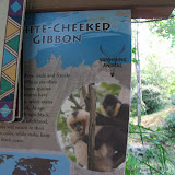 The White cheeked gibbon sign at the Nashville sign 09032011