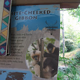 The White cheeked gibbon sign at the Nashville sign 09032011