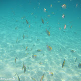 Snorkel na Isla del Carmen - Loreto -   BCS, México