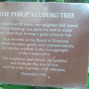 The Philip Kluberg Tree For more than 30 years, our neighbor and friend, Philip Kluberg, has done his best to make 565 West End Avenue a good place to live.   Submitted by curiouser