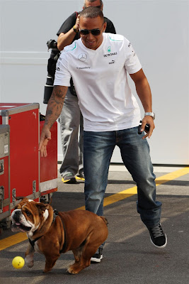 Льюис Хэмилтон выводит свою собаку Роско на прогулку по паддоку Монцы на Гран-при Италии 2013