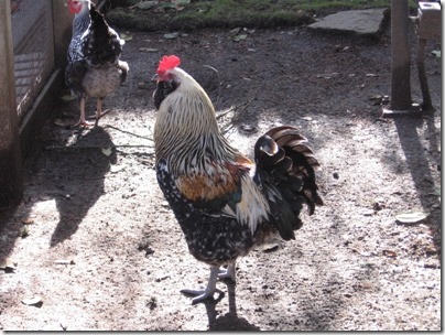 IMG_0239 Roosters at the Oregon Zoo in Portland, Oregon on November 10, 2009