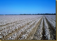 Cotton field