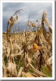 October 16, 2015 - A leftover ear of corn remains in the dried cornstalks of the corn maze. Photo by Faith Davis