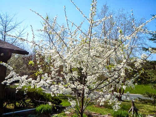 plum tree blooming