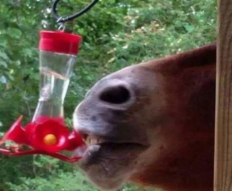 hbirdfeeder