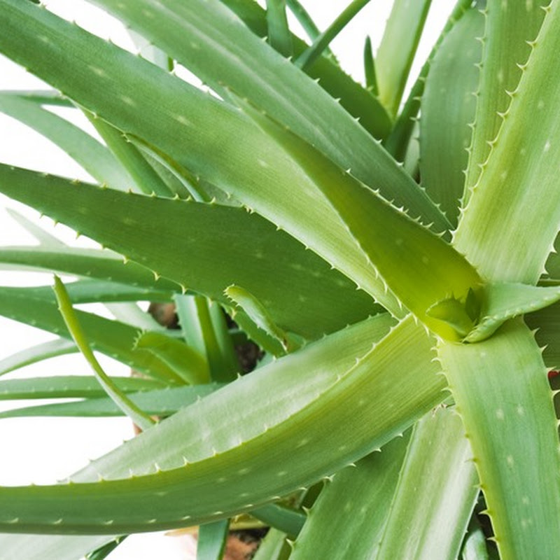 Health Benefits of Aloe Vera plants