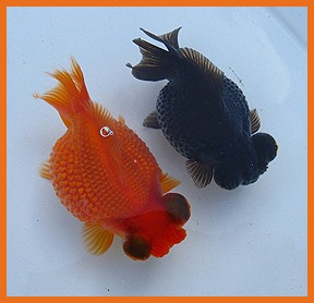 [ca-vang-gold-fish-ranchu%252Cchinese%252Cjapanese%252Cwhite%252Creb%252Cblack%2520%252822%2529%255B2%255D.jpg]