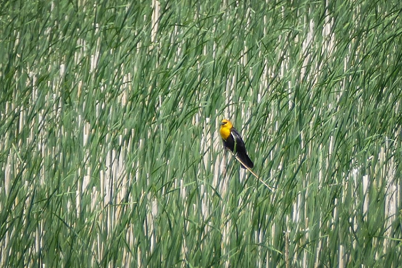 Yellow-headed Blackbird P1030526