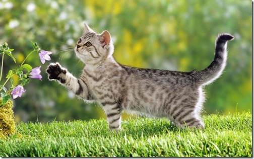 foto  de gato atigrado oliendo a una flor