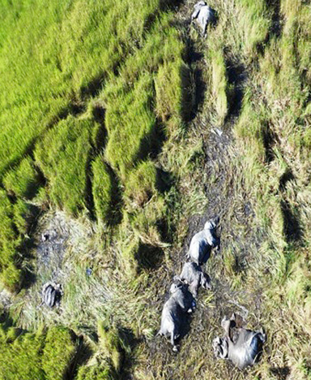 An aerial view of slaughtered elephants in western Tanzania. Photo: The Telegraph
