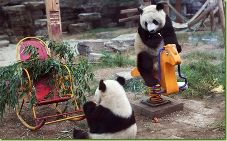 pandas at play