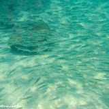 Snorkel na Isla del Carmen - Loreto -   BCS, México