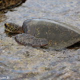 taratruga "presa"na piscina de maré - Kealakekua Beach -  Big Island, Havaí, EUA