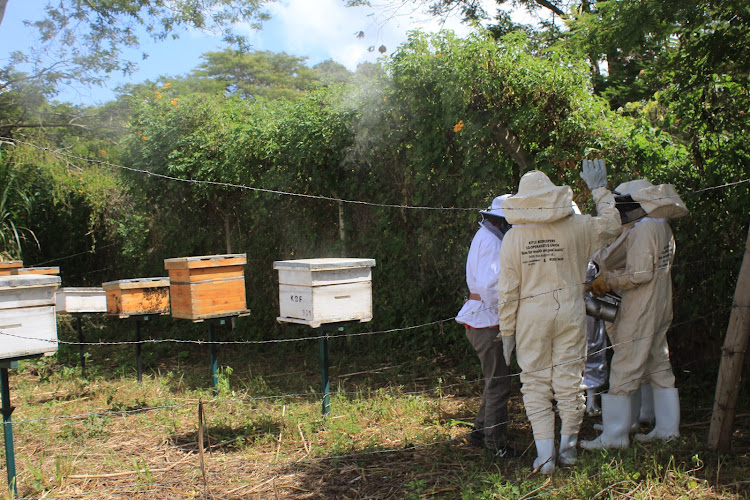 Modern beekeeping. The Mwingi beekeepers have urged the Kitui county government to help them improve their beekeeping activities.