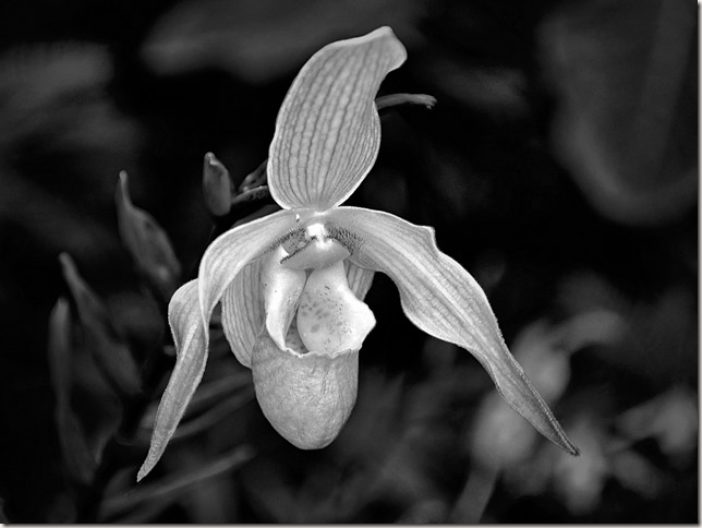 Lady Slipper Orchid