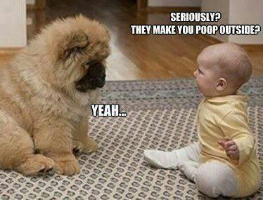 funny puppy pictures