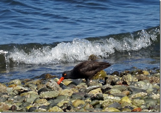 lopez oyster catcher 053015 00006