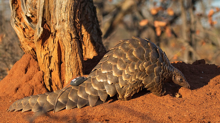 Two people in North West were arrested for allegedly selling a pangolin. File photo.