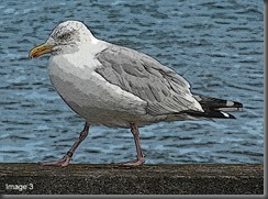 Image 3 - Ramsey gull walking posterised