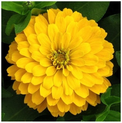 [Zinnia%2520Canario%255B1%255D.jpg]