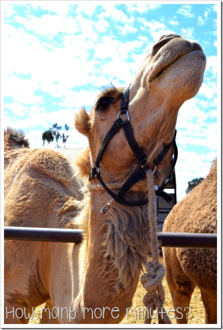 The Camel Farm at Yulara | How Many More Minutes?