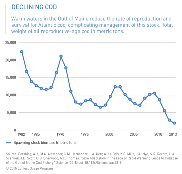 Decline of Atlantic cod biomass in the Gulf of Maine, 1982-2013. Graphic: Pershing, et al., 2015 / Lenfest Ocean Program