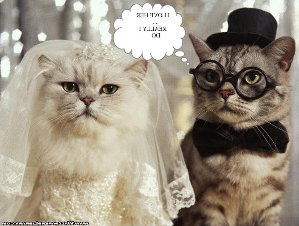 funny-cats-wedding-wallpaper-1