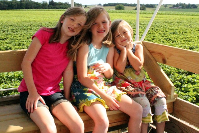 Strawberry Picking