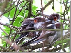 Long-tailed Tits