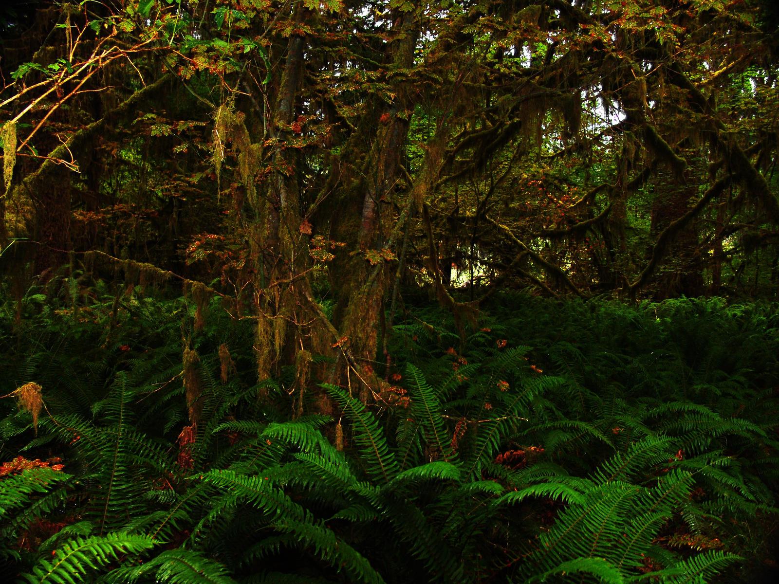 Forest Trees  point-and-shoot,