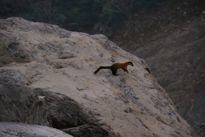 2014_0101-0105 萬山神石、萬山岩雕順訪萬頭蘭山_0892