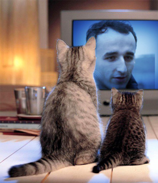 котята скучают по Роберте Кубице в сезоне 2011