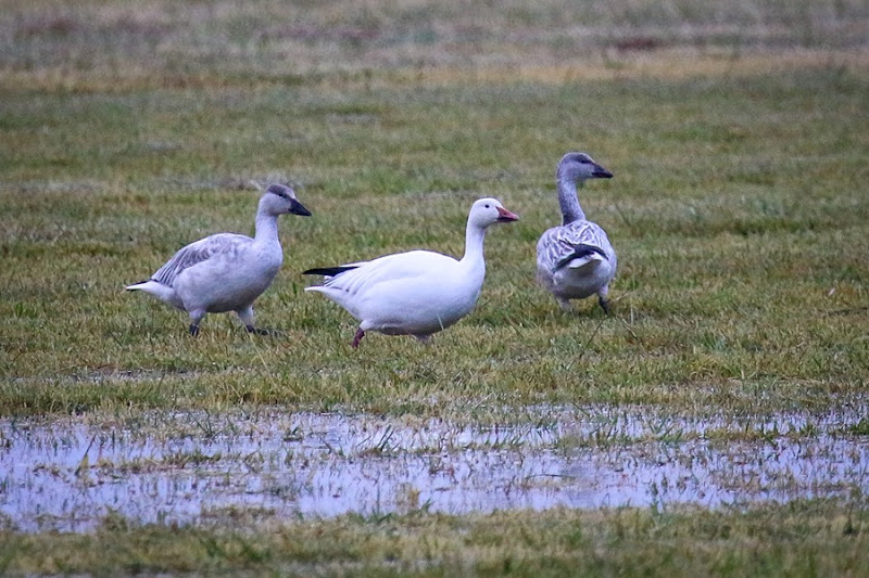 snow goose w 2 juveniles